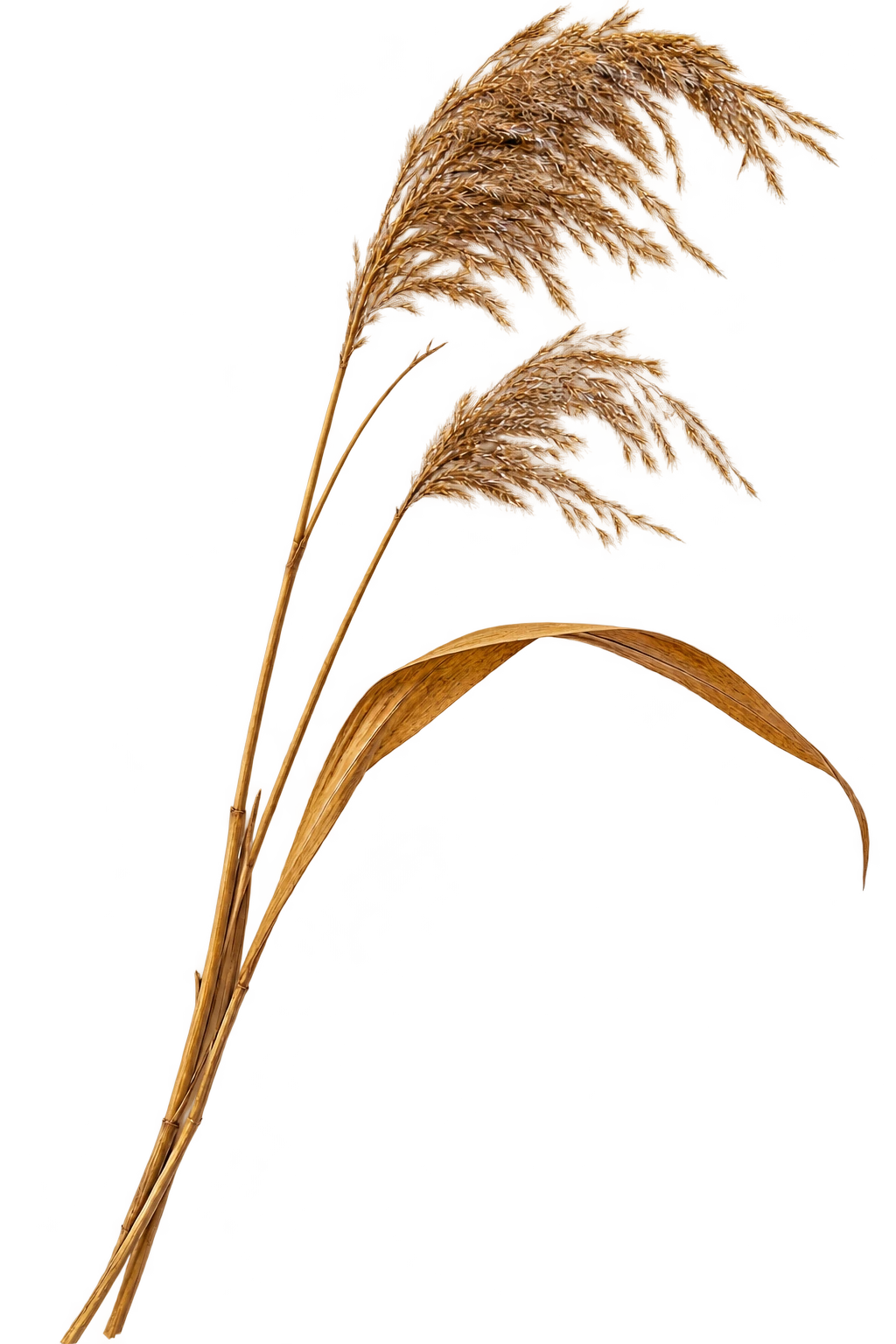 Golden reeds against a dark background — Still Atlas brand artwork.